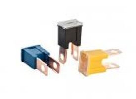 פיוז יפני זכר