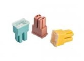 פיוז יפני נקבה